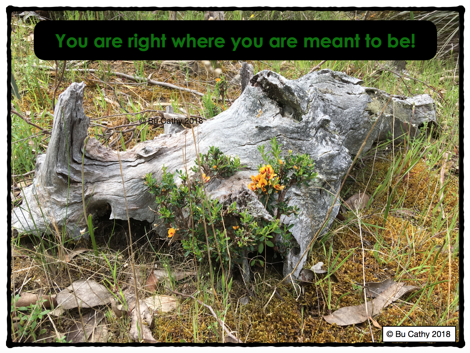 Screen Shot 2018-01-20 at 11.32.37 am.png